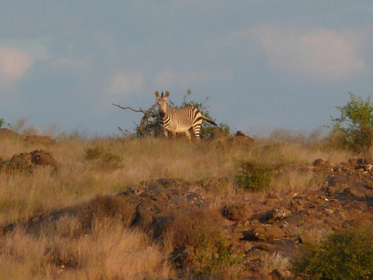 07  bergzebras.jpg